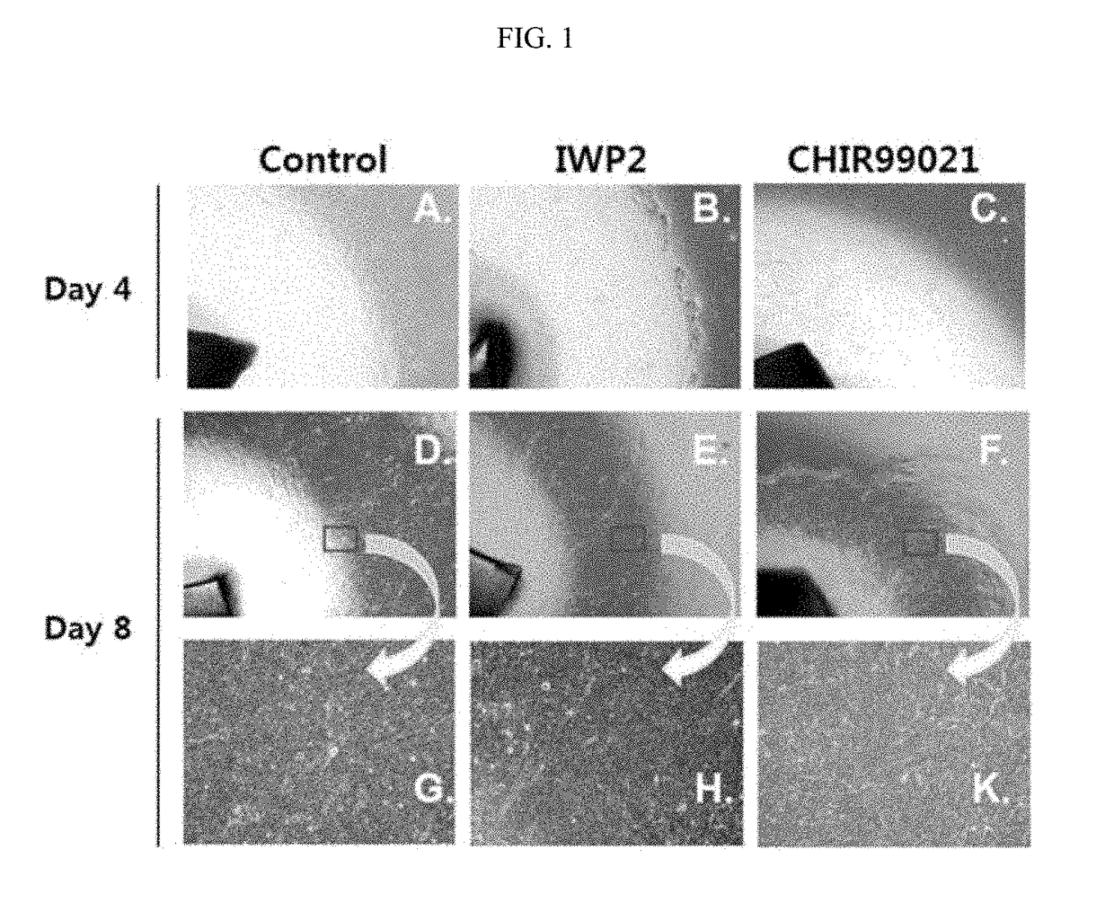 Methods for improving proliferation and stemness of limbal stem cells