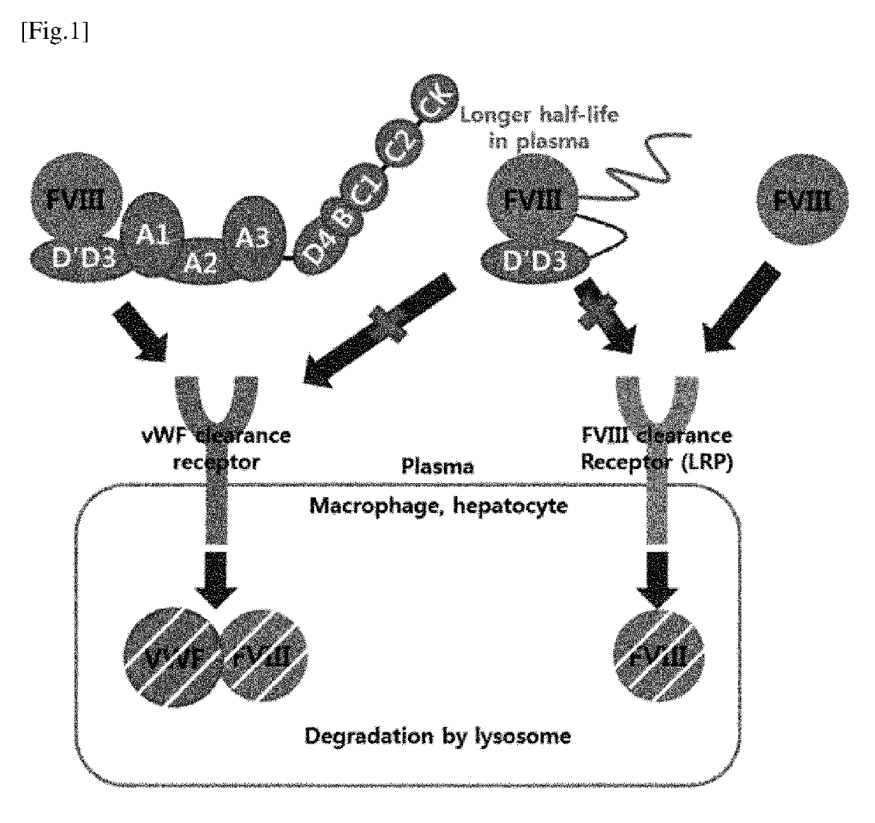 Chimera protein comprising fviii and vwf factors, and use thereof