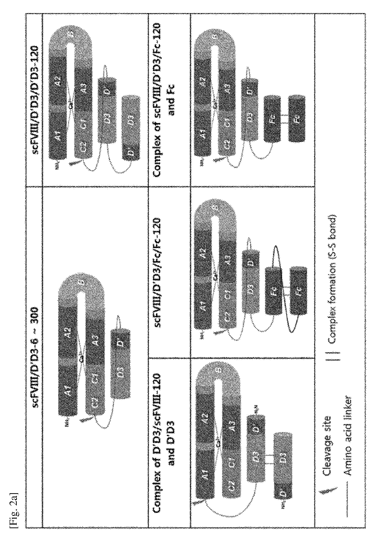 Chimera protein comprising fviii and vwf factors, and use thereof