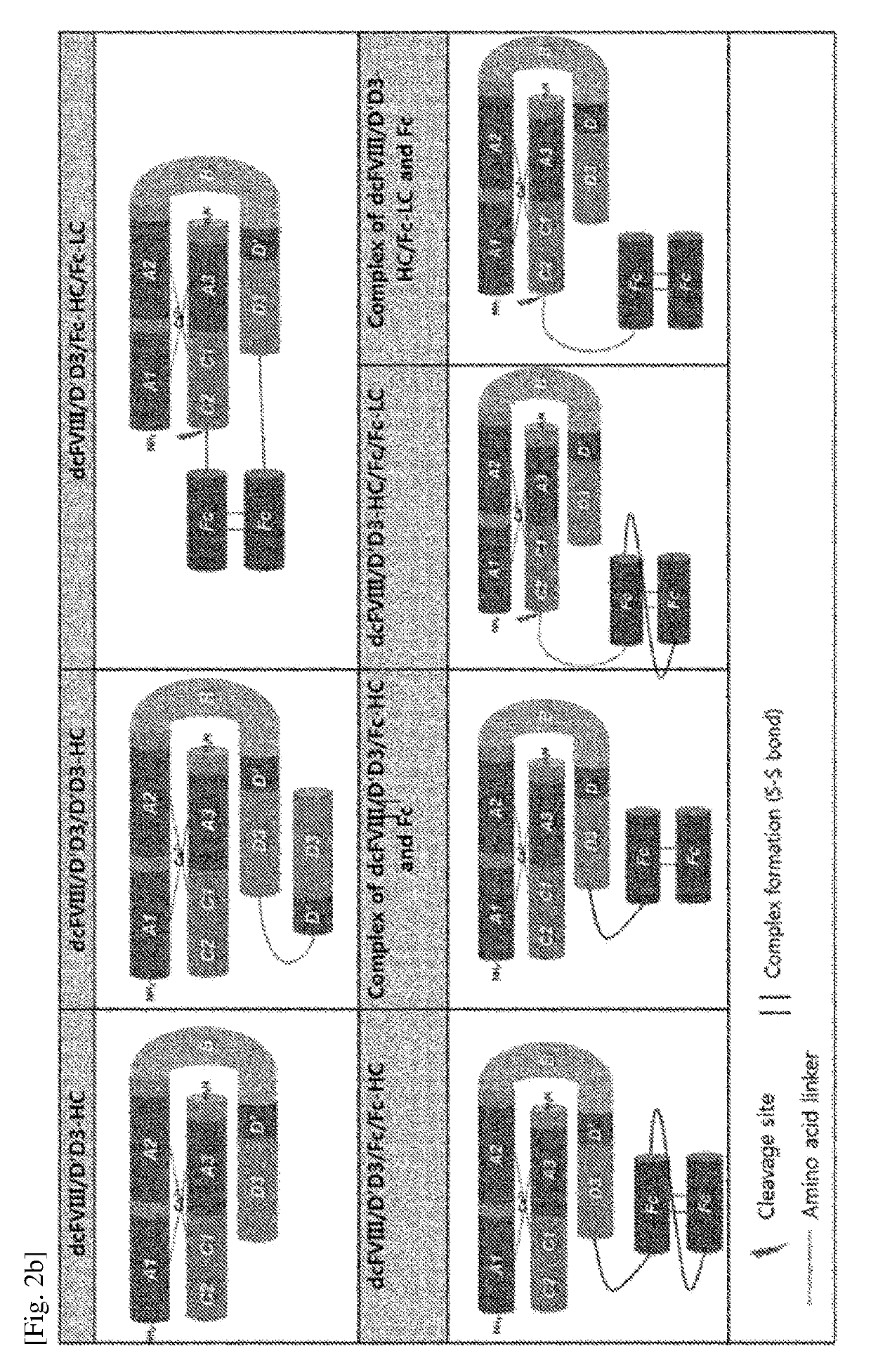 Chimera protein comprising fviii and vwf factors, and use thereof