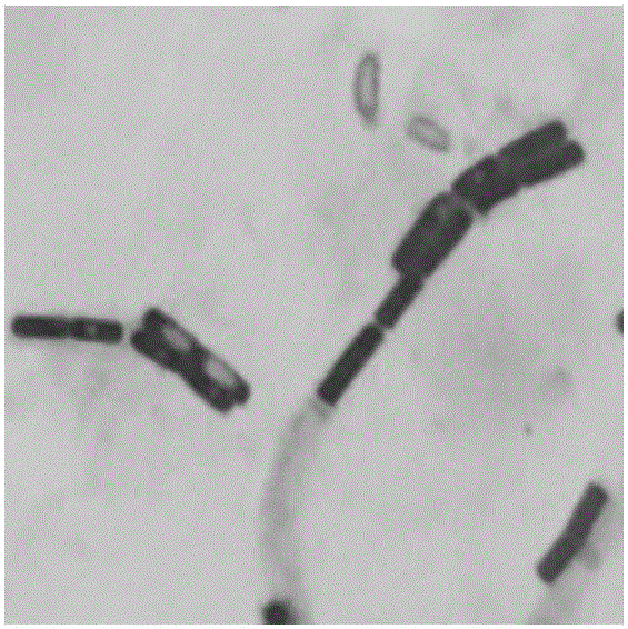 Bacillus coagulans HEW-B379 with probiotic effect, and application thereof