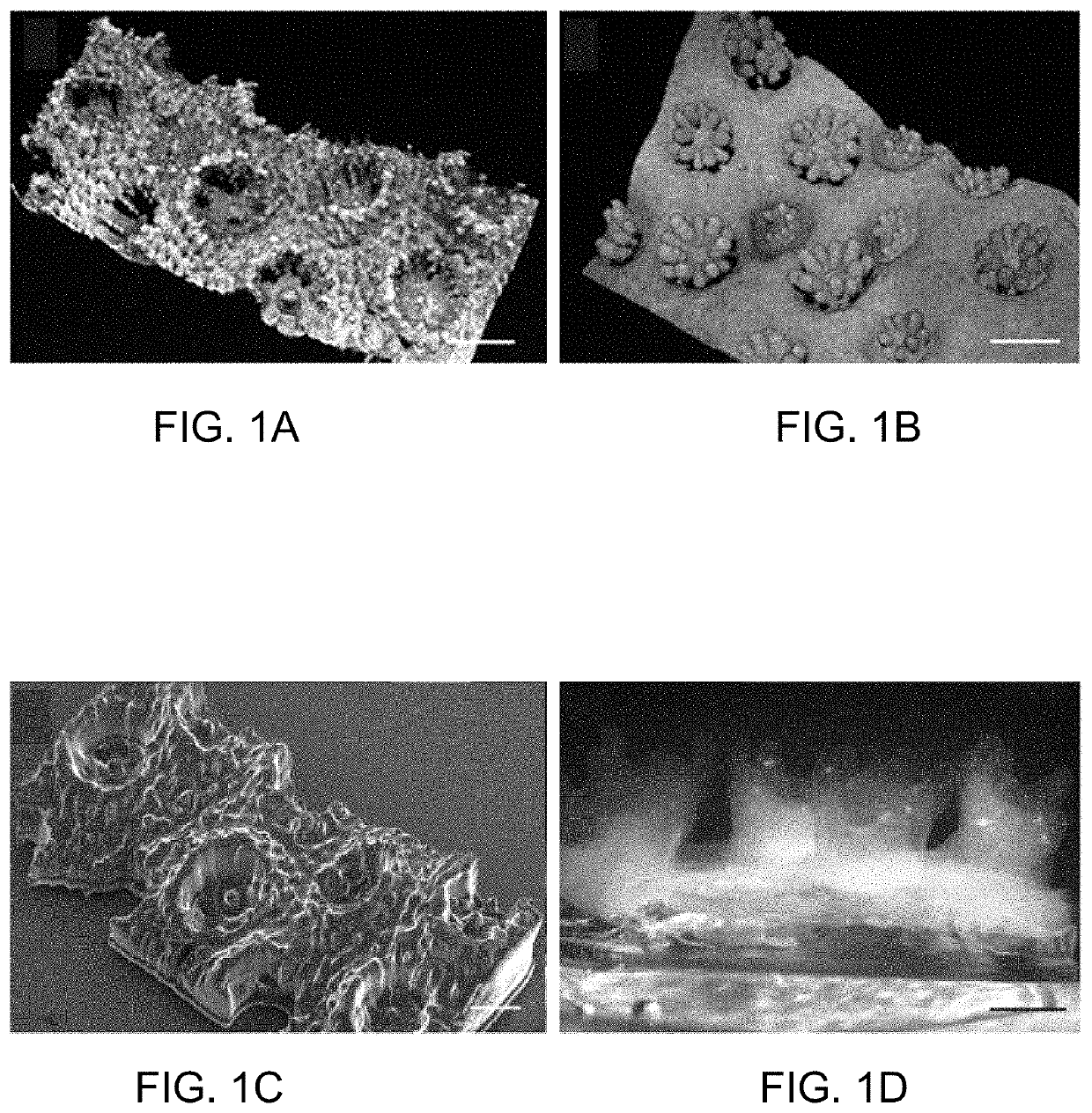 Structure and method for promoting microalgae growth