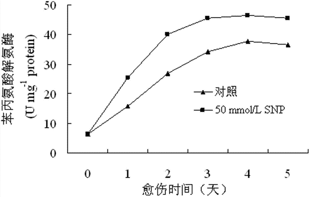 Method for accelerating wound healing of sweet potatoes