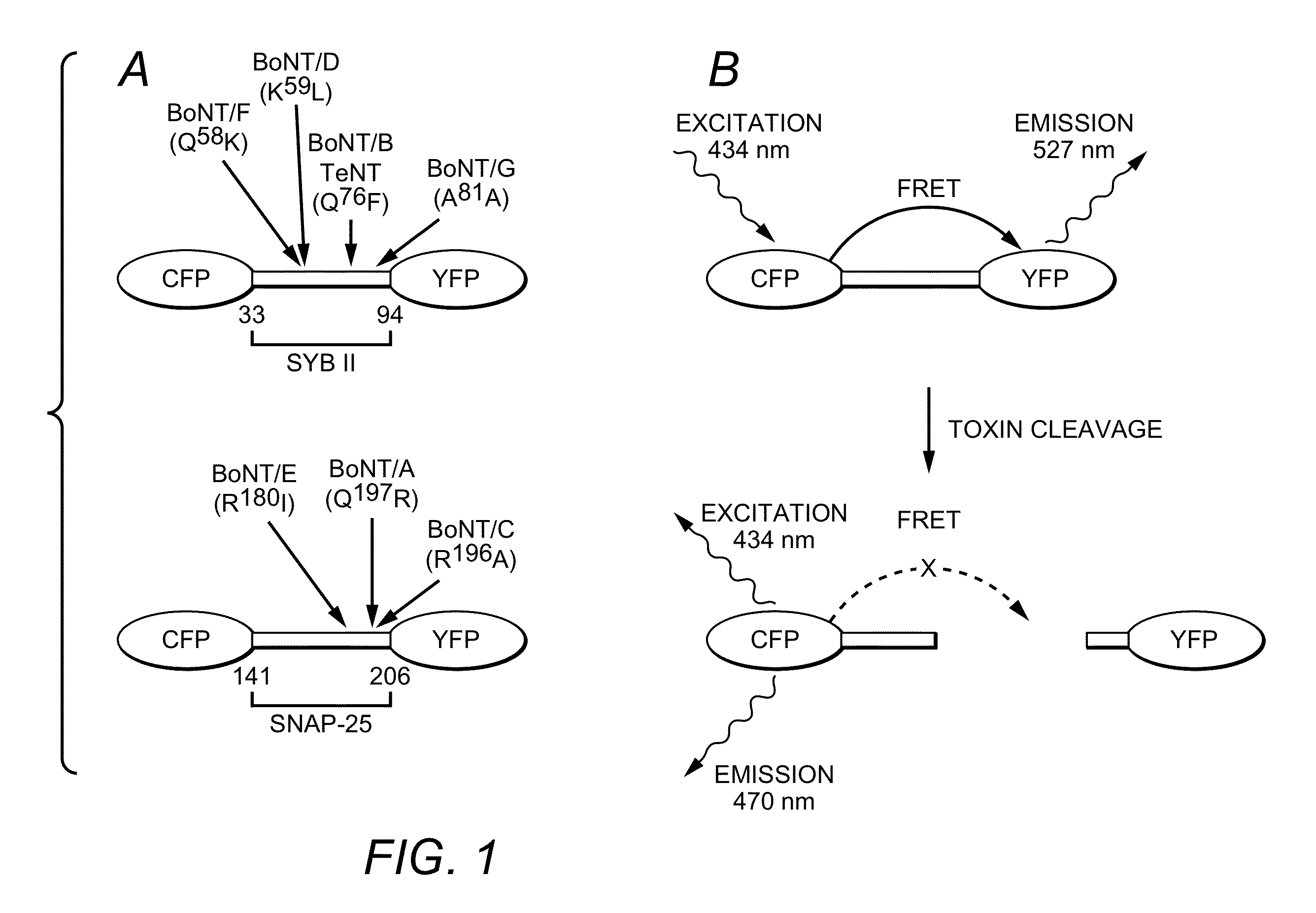 Resonance Energy Transfer Assay with Cleavage Sequence and Spacer