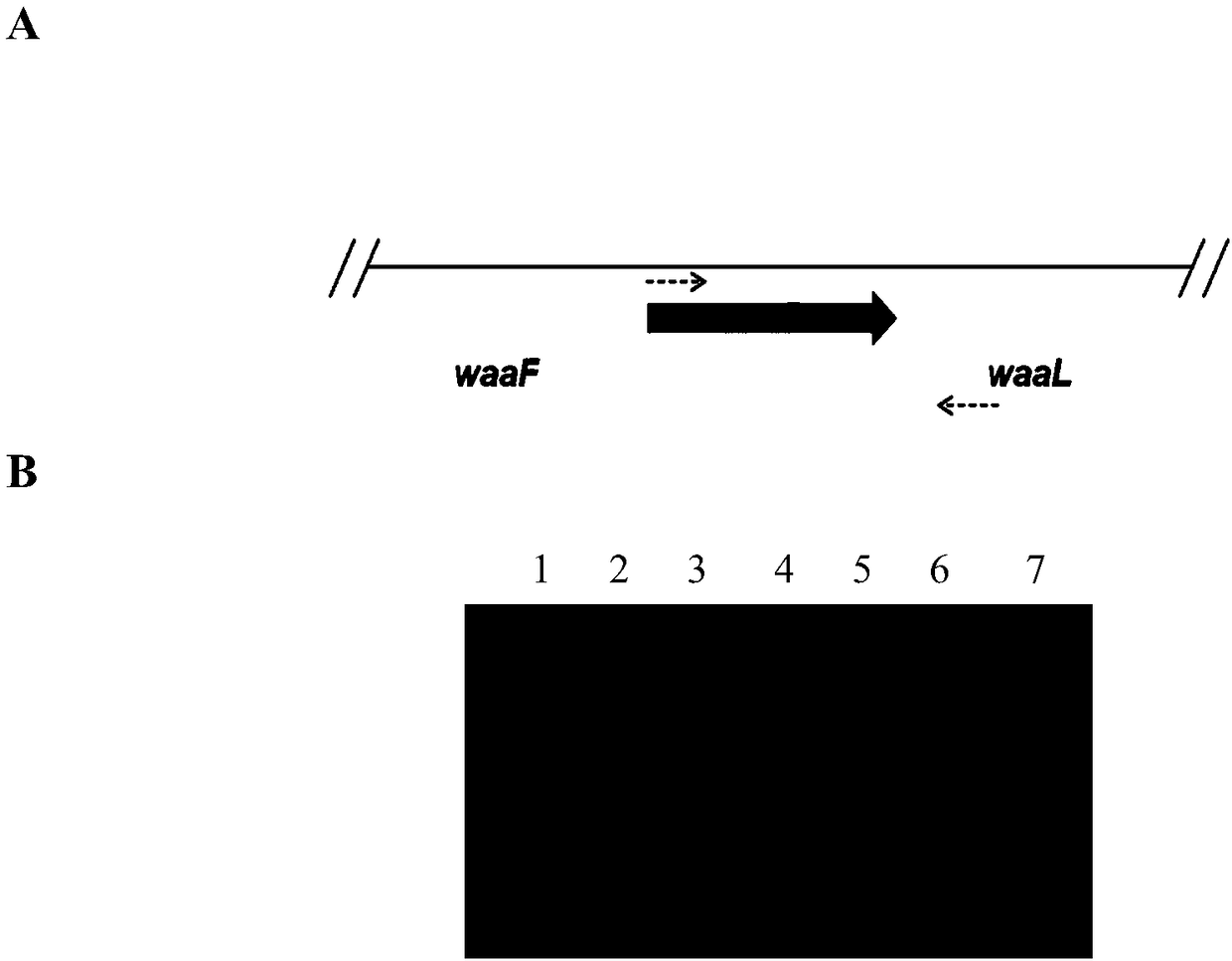 Method for evolving host specificity of bacteriophage