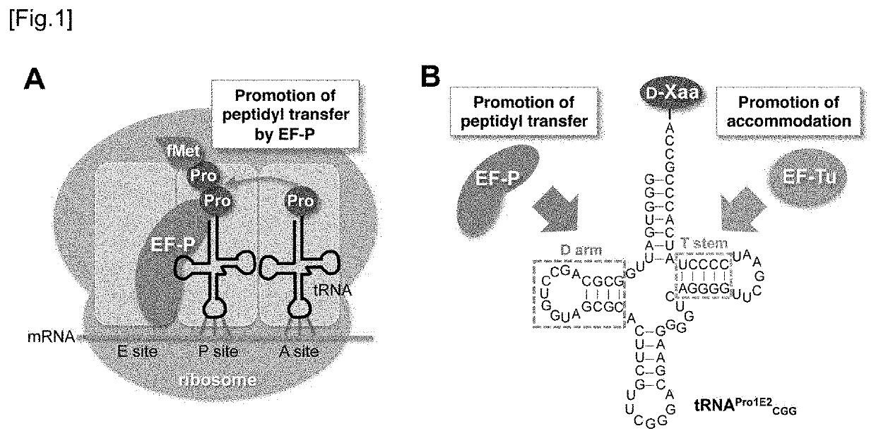 Modification of D and T Arms of tRNA Enhancing D-Amino Acid and Beta-Amino Acid Uptake