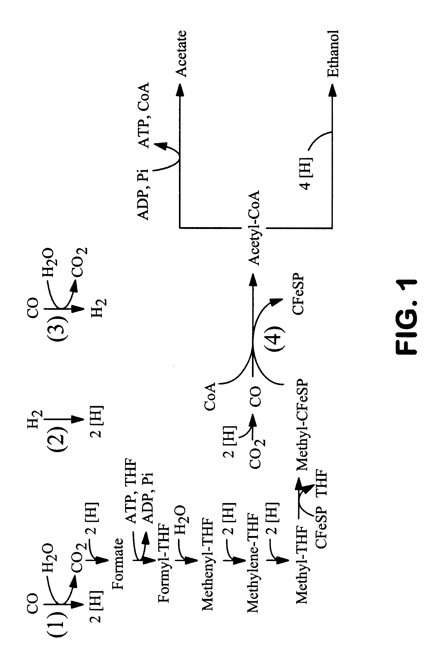 Methods and organisms for converting synthesis gas or other gaseous carbon sources and methanol to 1,3-butanediol