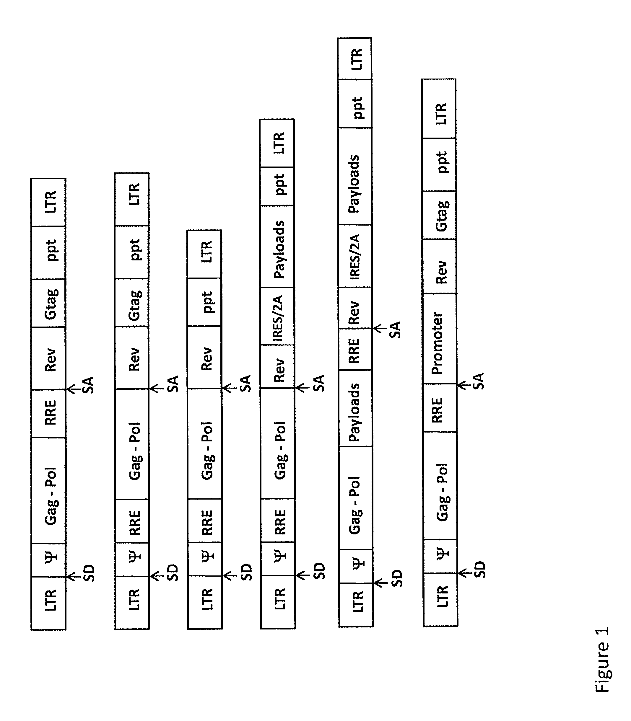 Lentivirus-based immunogenic vectors