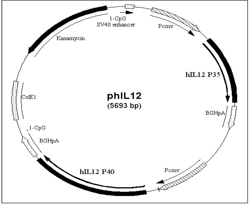 Recombinant plasmid vaccine for treating hepatitis B and composition thereof