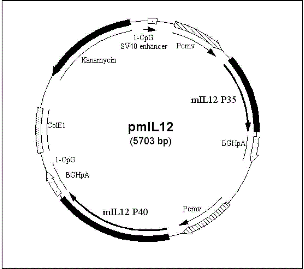 Recombinant plasmid vaccine for treating hepatitis B and composition thereof