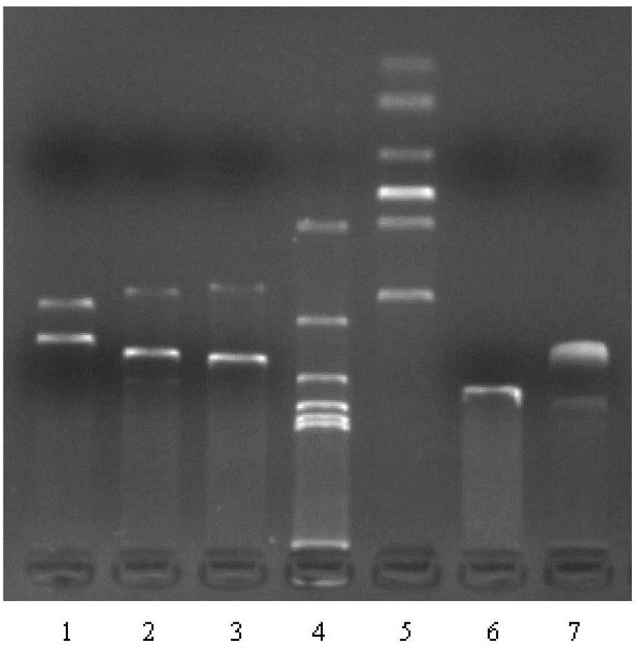 Recombinant plasmid vaccine for treating hepatitis B and composition thereof