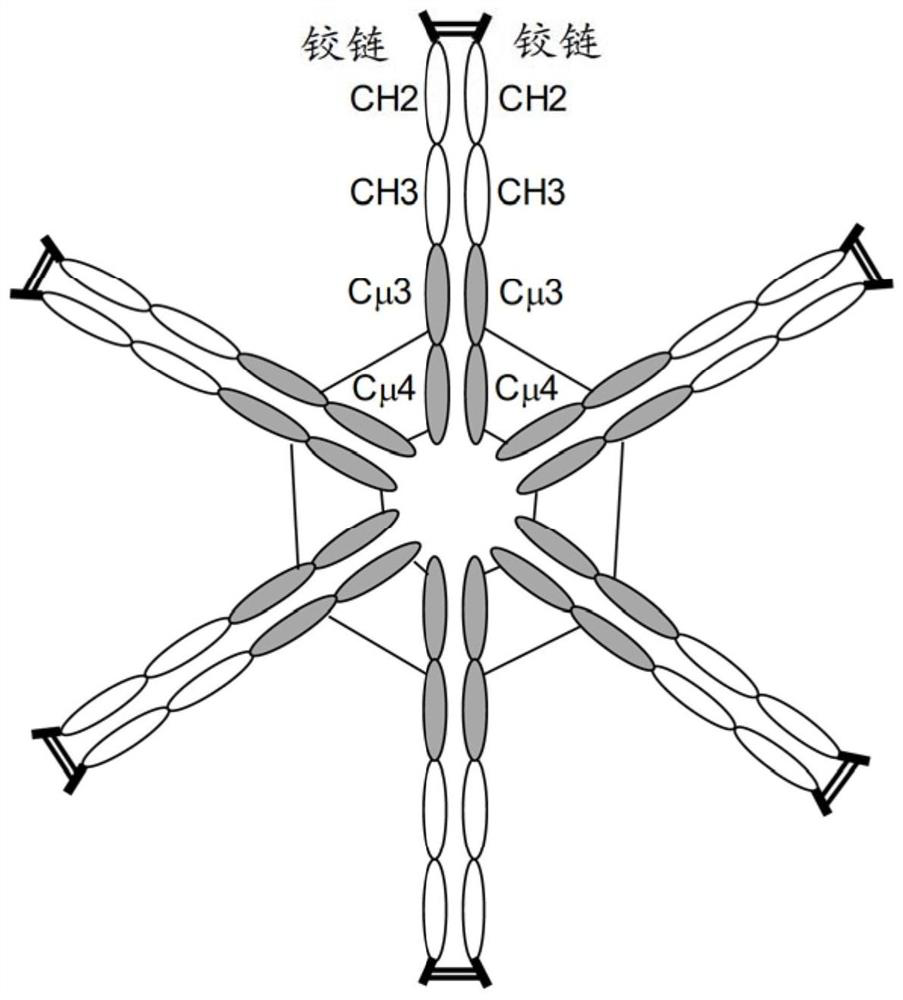 Multimeric hybrid fc proteins for replacement of ivig