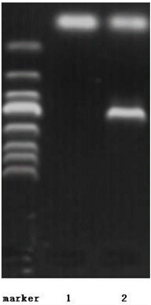 Method of enabling exogenous DNA to penetrate cell barriers to enter penicillium notatum resting spores