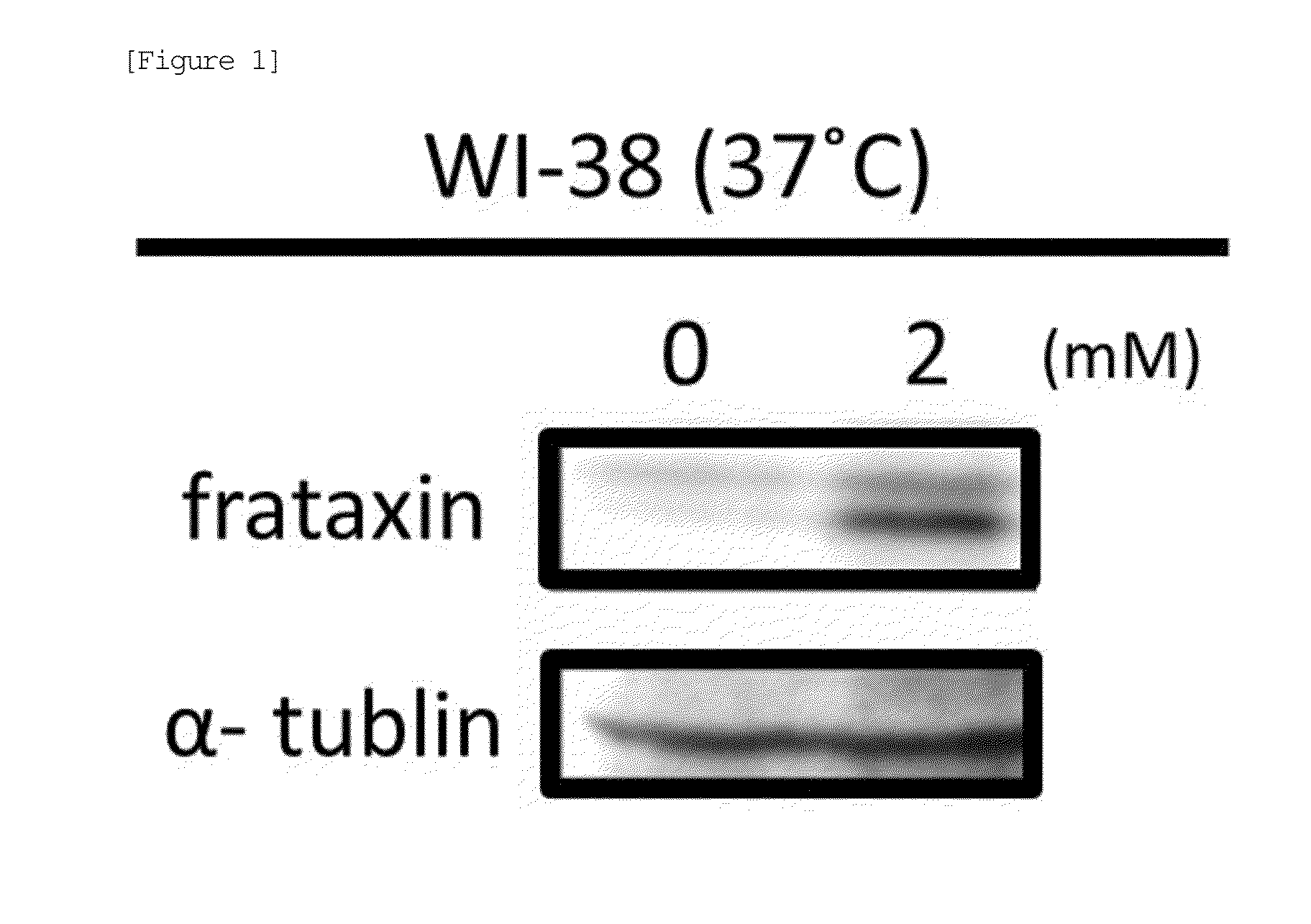 Frataxin enhancer