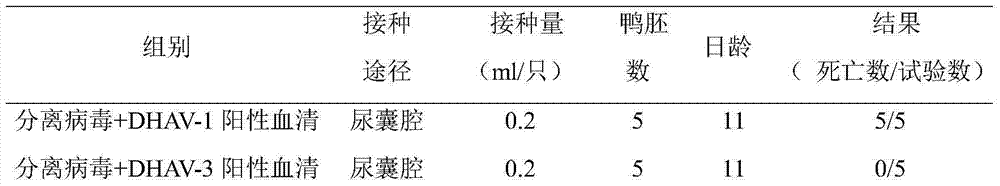 Serum type 3 duck hepatitis A virus live vaccine and preparation method thereof