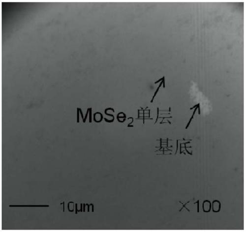 Method for synthesizing single-layer transition metal chalcogenides