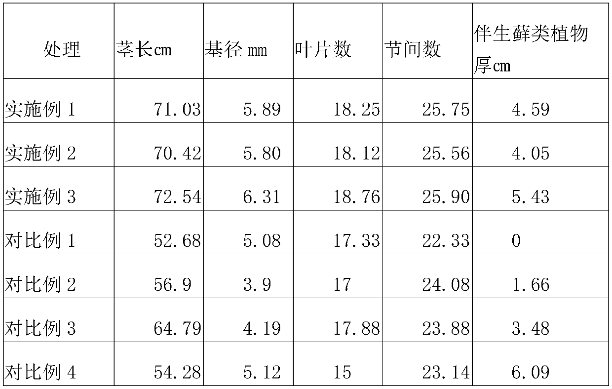 High-yield method for stone-attached planting of dendrobium fimbriatum