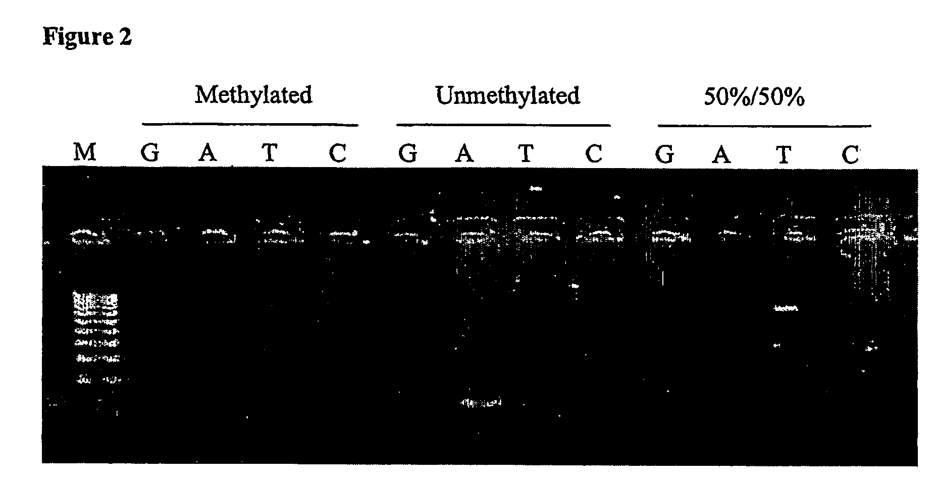 Nucleic acid detection assay