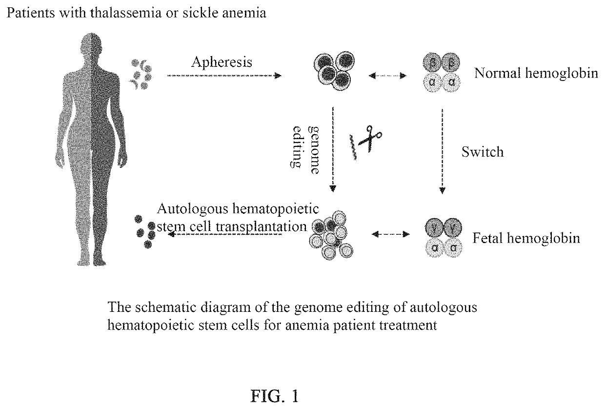 Method for increasing fetal hemoglobin expression level