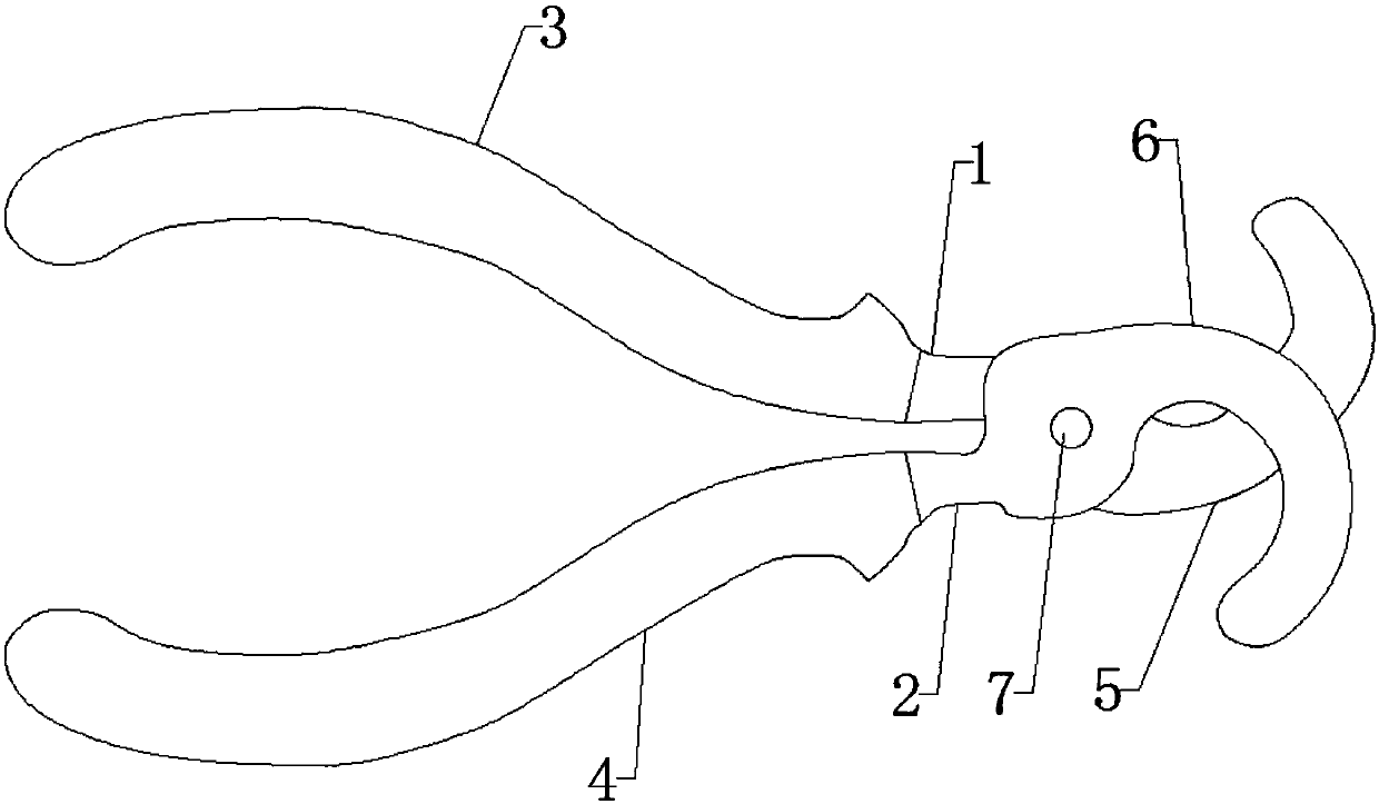 Method for manufacturing plant specimens