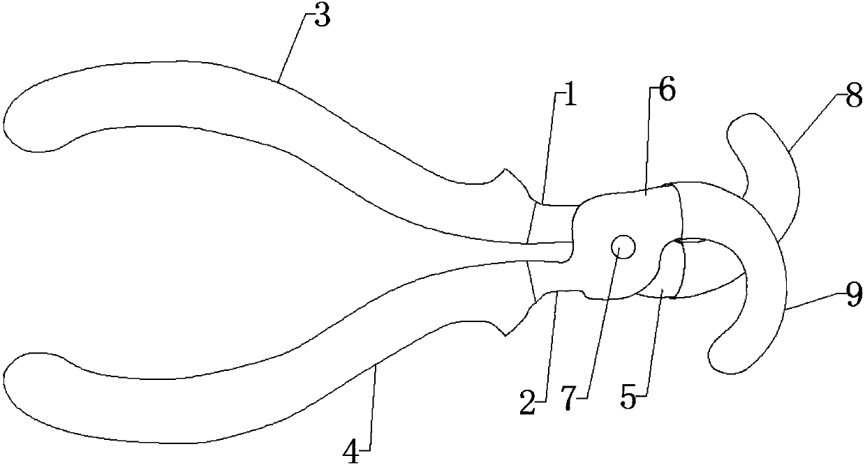 Method for manufacturing plant specimens