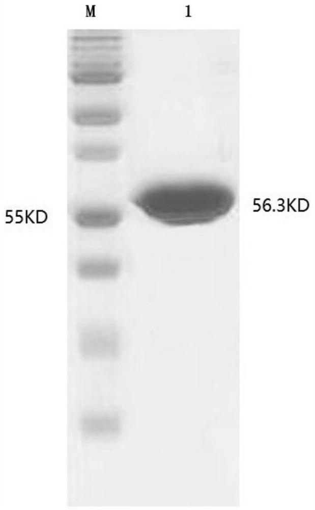 Extraction and purification method of nicotinamide ribose phosphate transferase