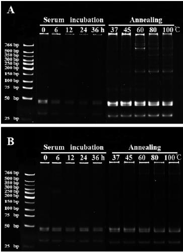 Construction method and application of aptamer-DNA macromolecular polymer based on non-linear hybridization chain amplification