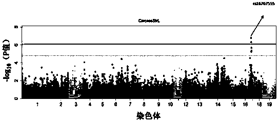 A SNP marker for measuring and/or genetically improving pig growth traits