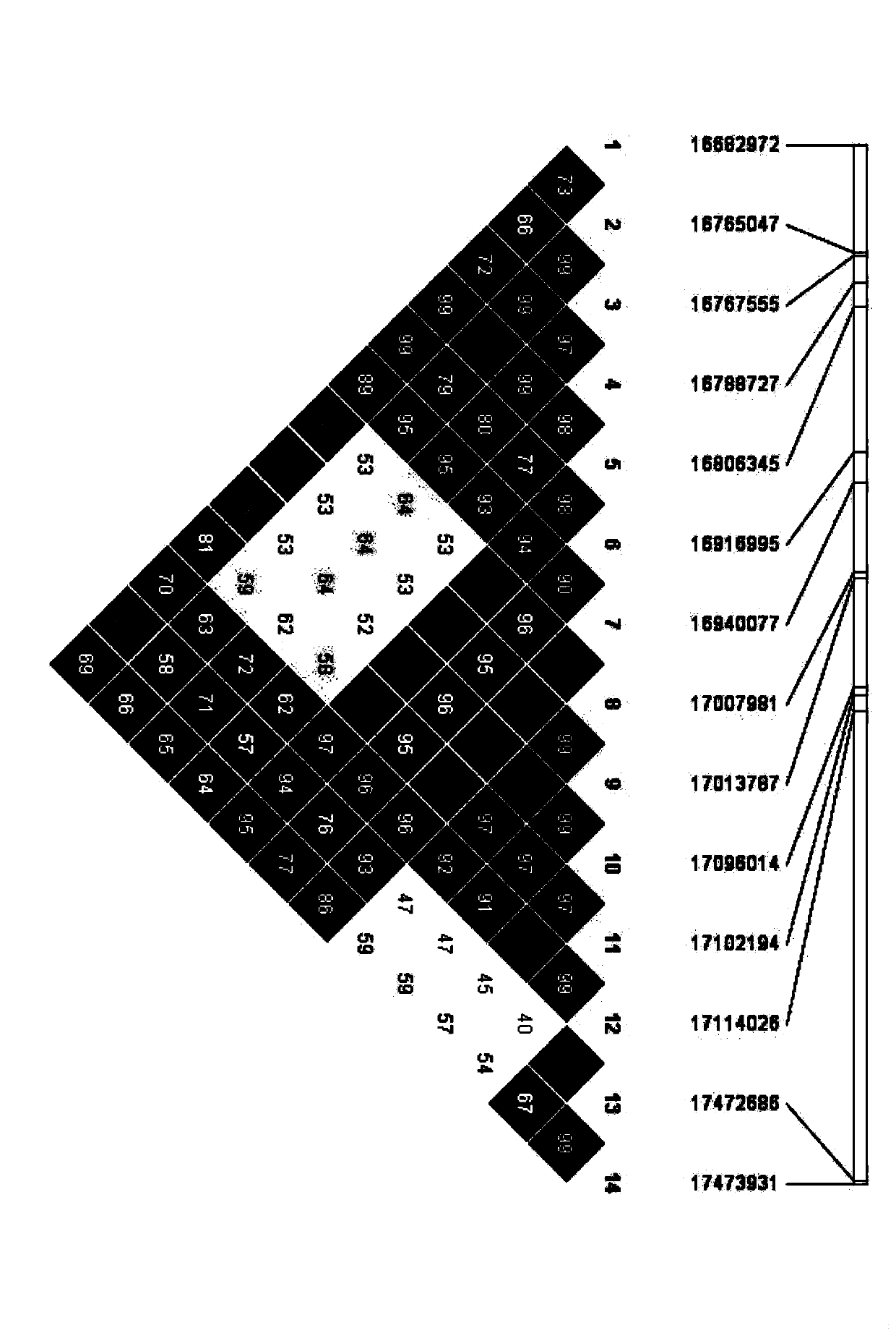 A SNP marker for measuring and/or genetically improving pig growth traits