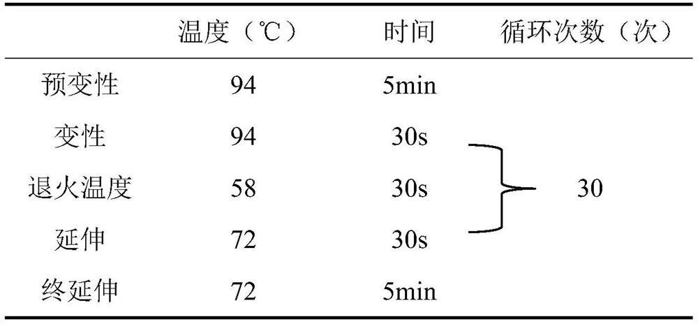 Molecular marker for identifying sika deer Sichuan subspecies, identification method and application