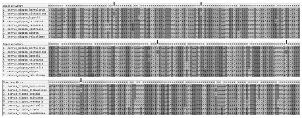 Molecular marker for identifying sika deer Sichuan subspecies, identification method and application