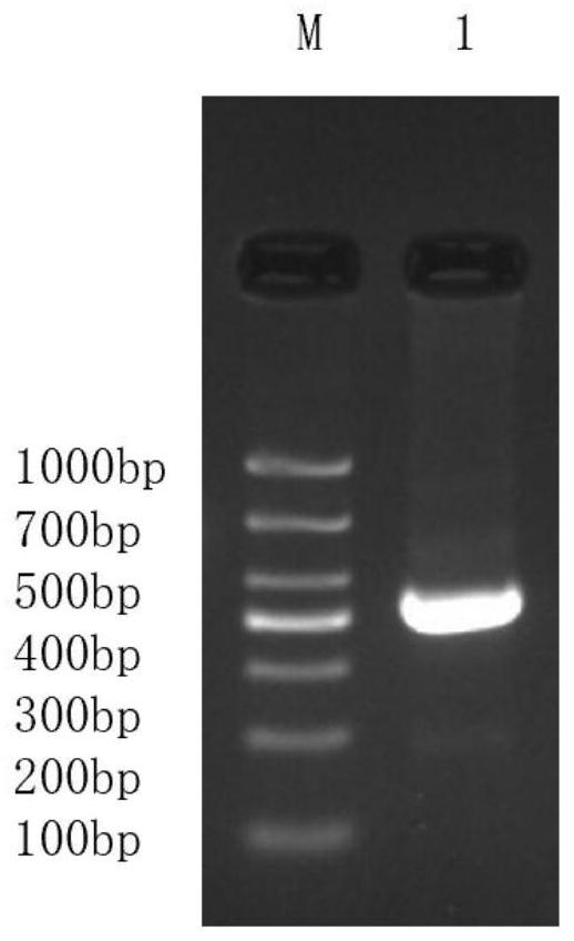 Molecular marker for identifying sika deer Sichuan subspecies, identification method and application