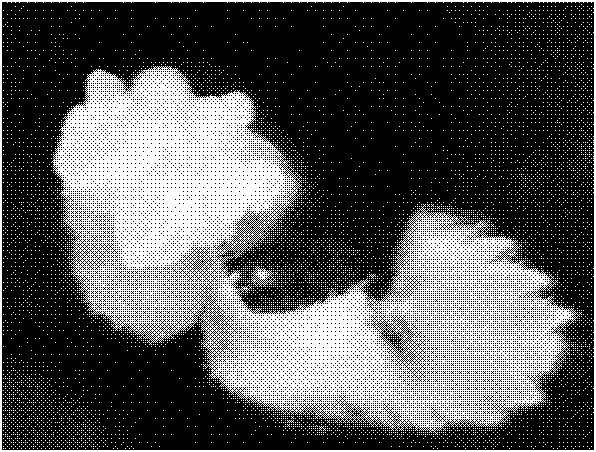 Method for regenerating rose into complete plant