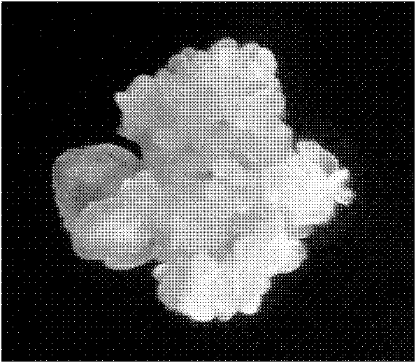 Method for regenerating rose into complete plant