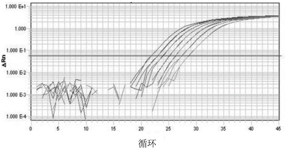 Q-PCR primer, identification method and kit for identifying schistosoma japonicum infected oncomelania