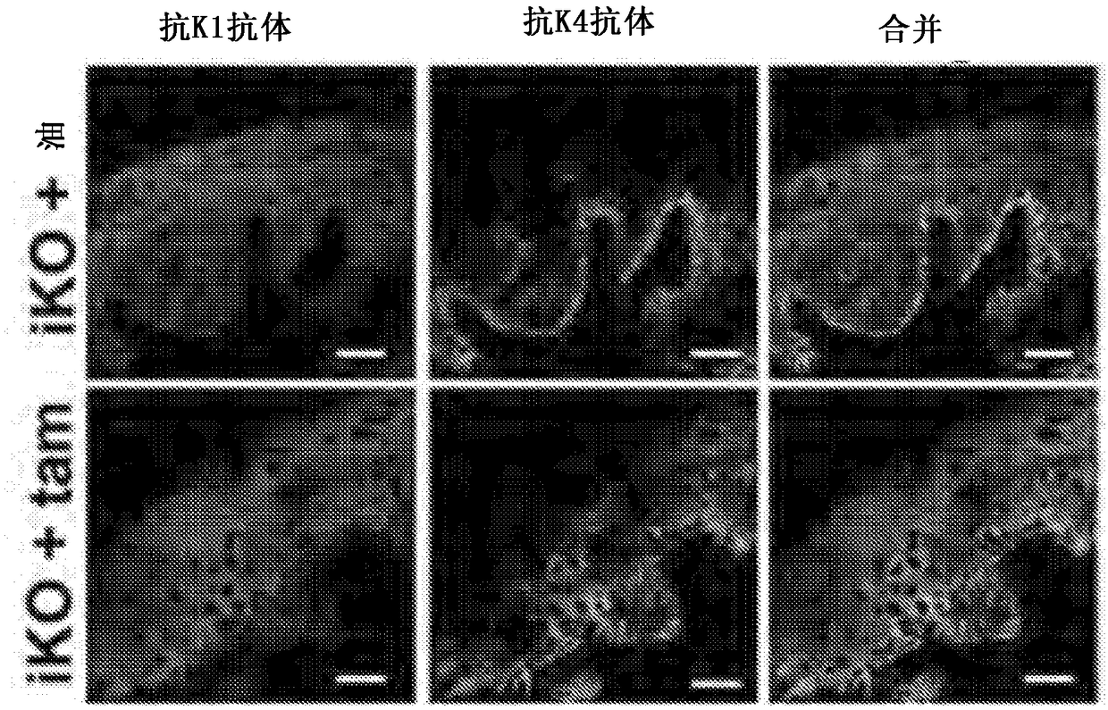 Small molecule dual-inhibitors of trpv4 and trpa1 for sanitizing and anesthetizing