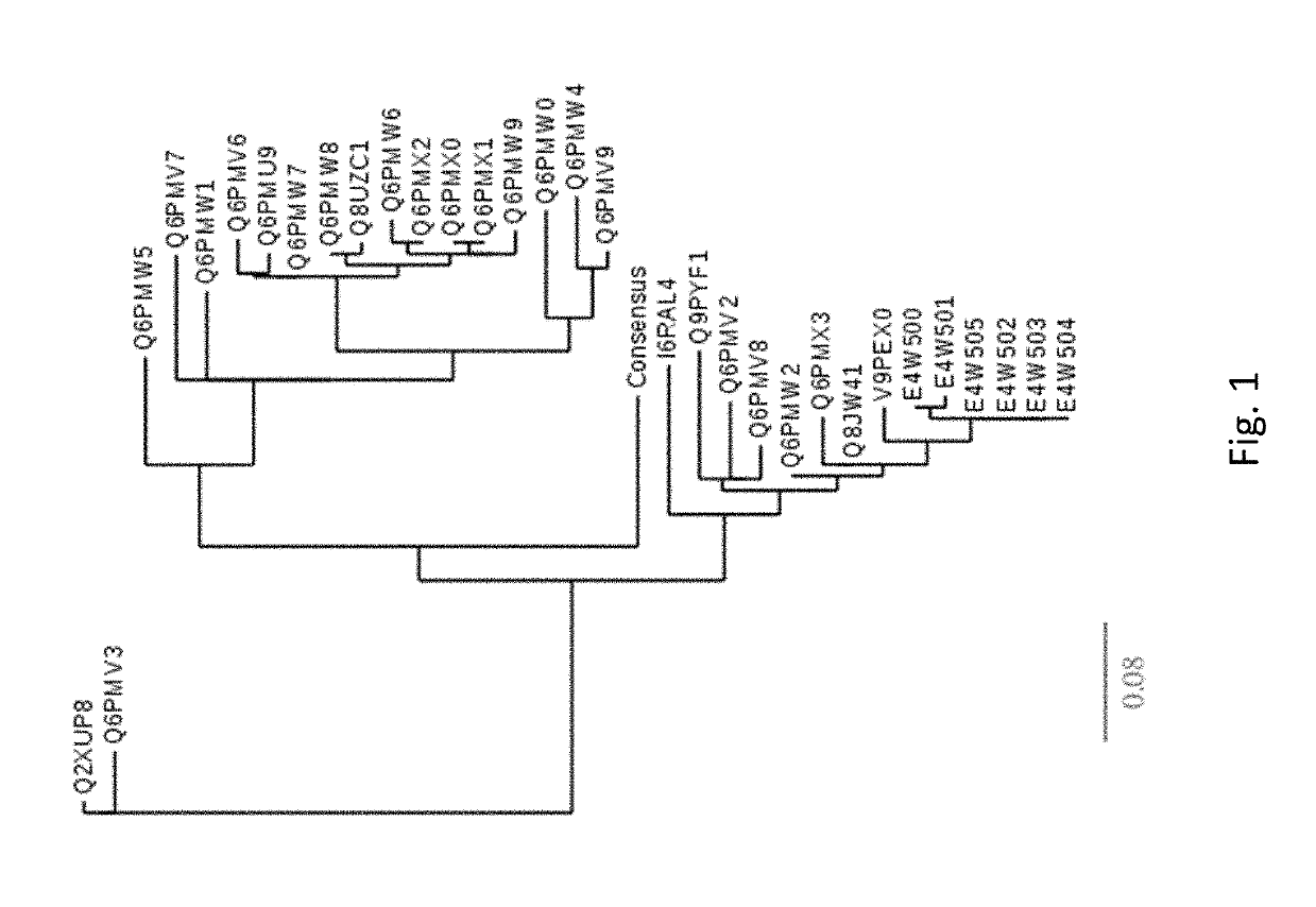 Foot and mouth disease virus serotype o (fmdv-o) vaccine