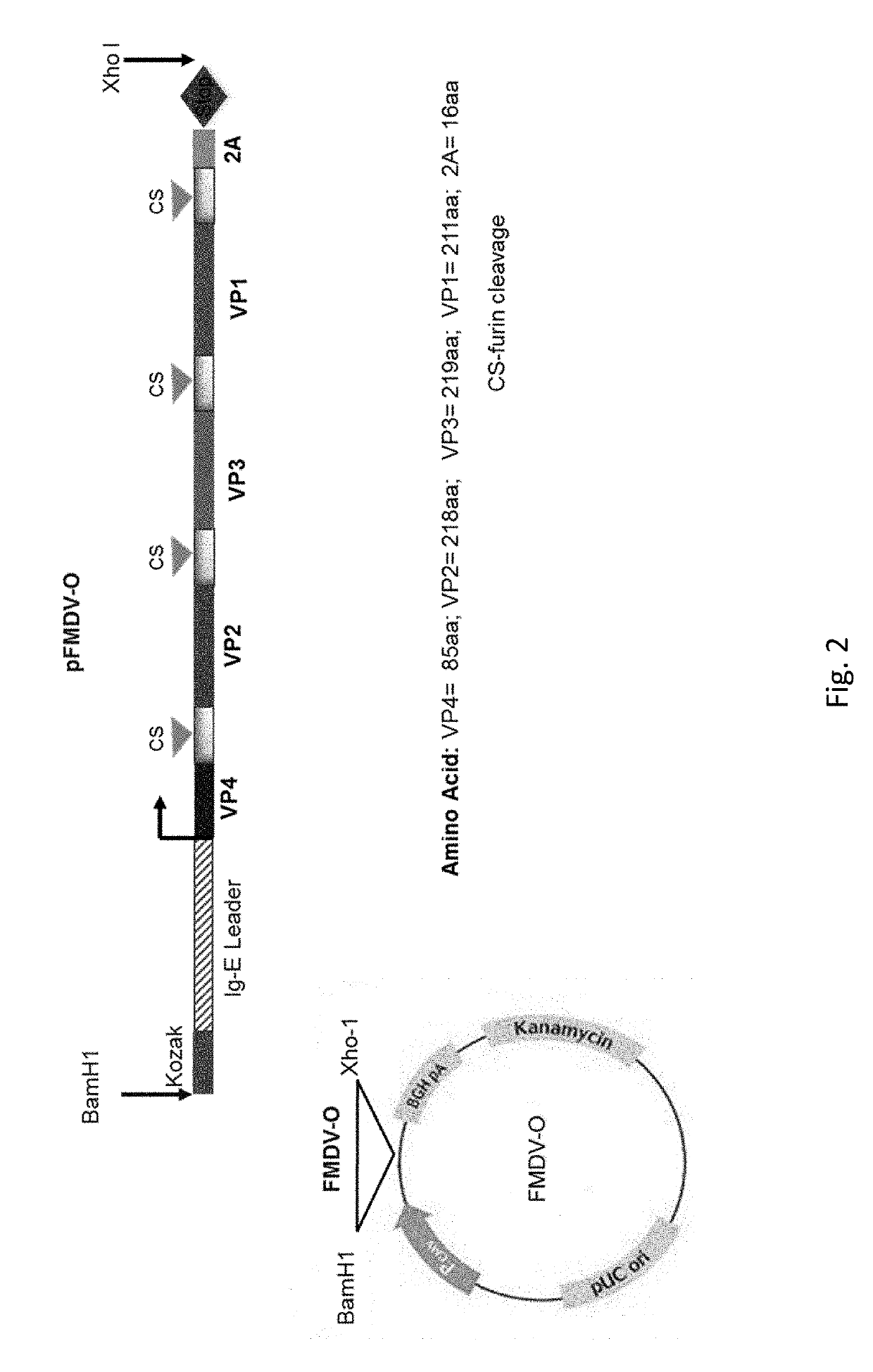 Foot and mouth disease virus serotype o (fmdv-o) vaccine