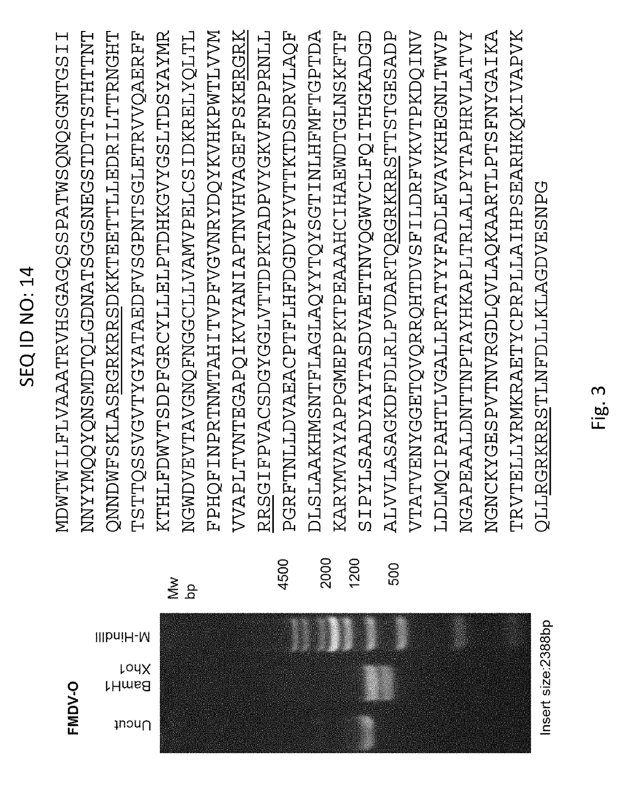 Foot and mouth disease virus serotype o (fmdv-o) vaccine