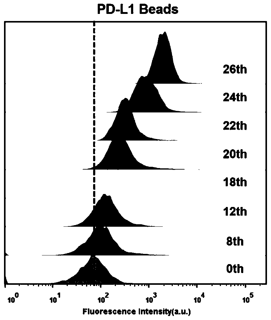 Nucleic acid aptamer of programmed death receptor-ligand 1 (PD-L1) and application of nucleic acid aptamer