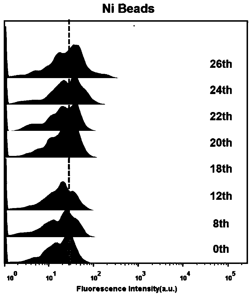 Nucleic acid aptamer of programmed death receptor-ligand 1 (PD-L1) and application of nucleic acid aptamer