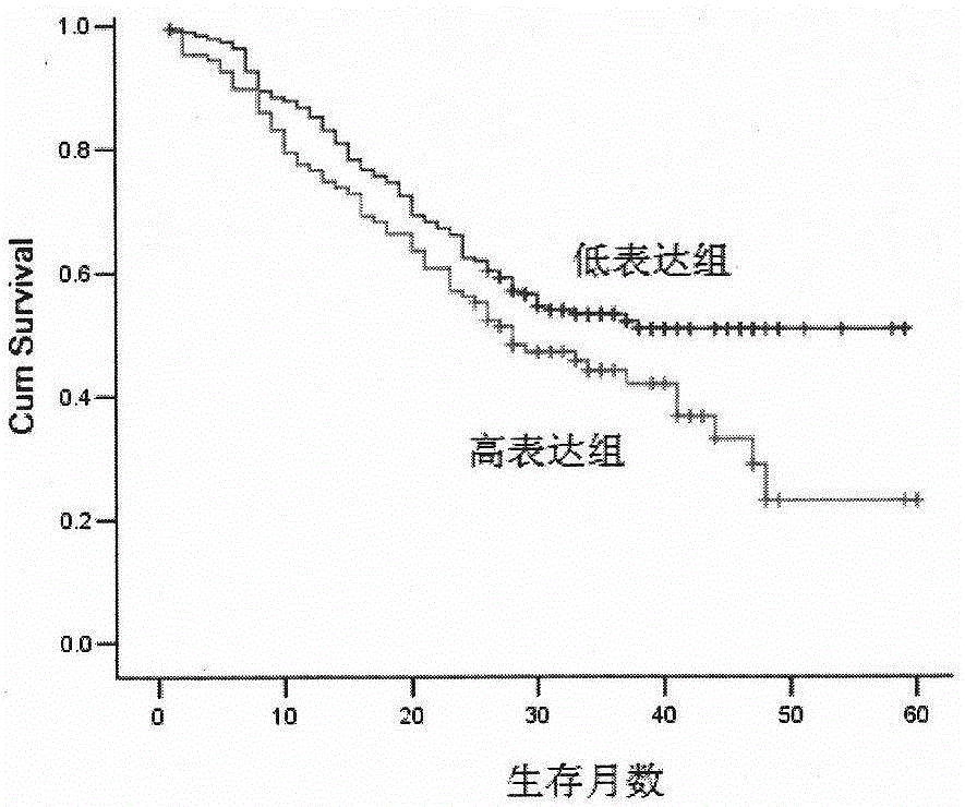 5‑lipoxygenase pathway protein joint prediction kit for prognosis of patients with esophageal cancer