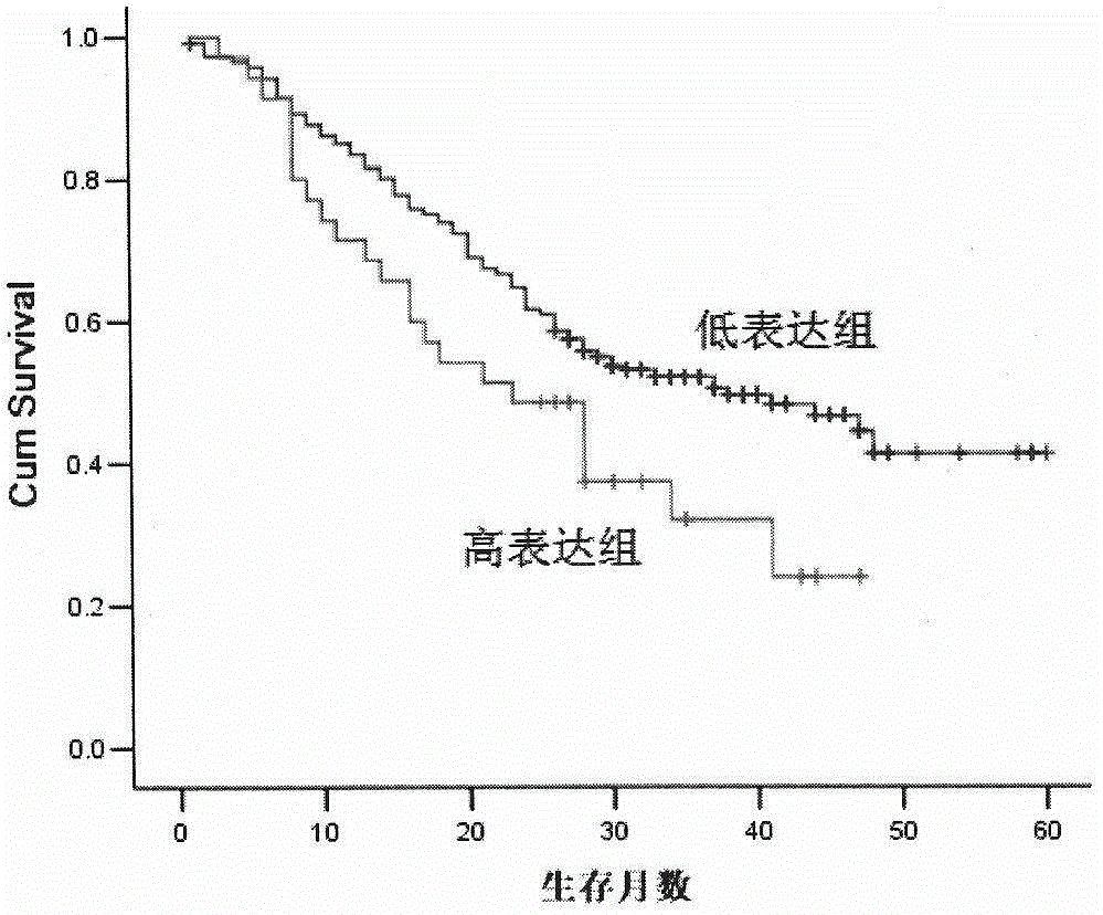 5‑lipoxygenase pathway protein joint prediction kit for prognosis of patients with esophageal cancer