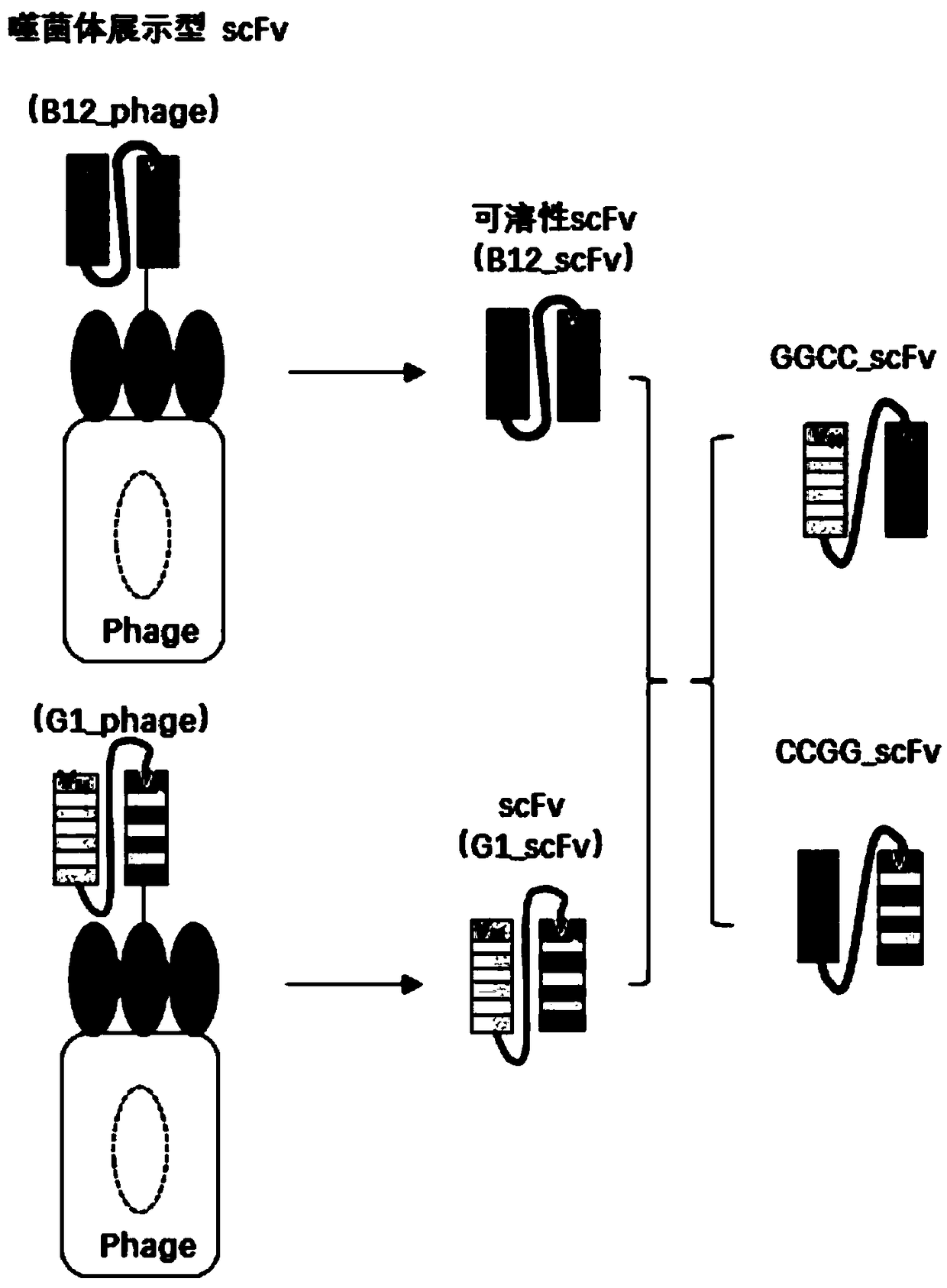 Human molecule-modified insecticidal protein and coding gene, design method and application thereof