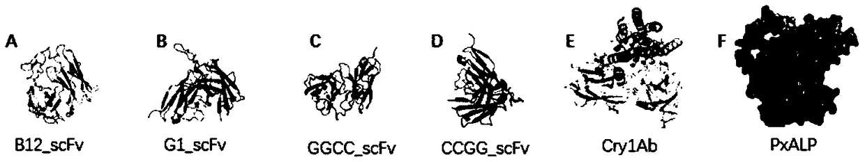 Human molecule-modified insecticidal protein and coding gene, design method and application thereof