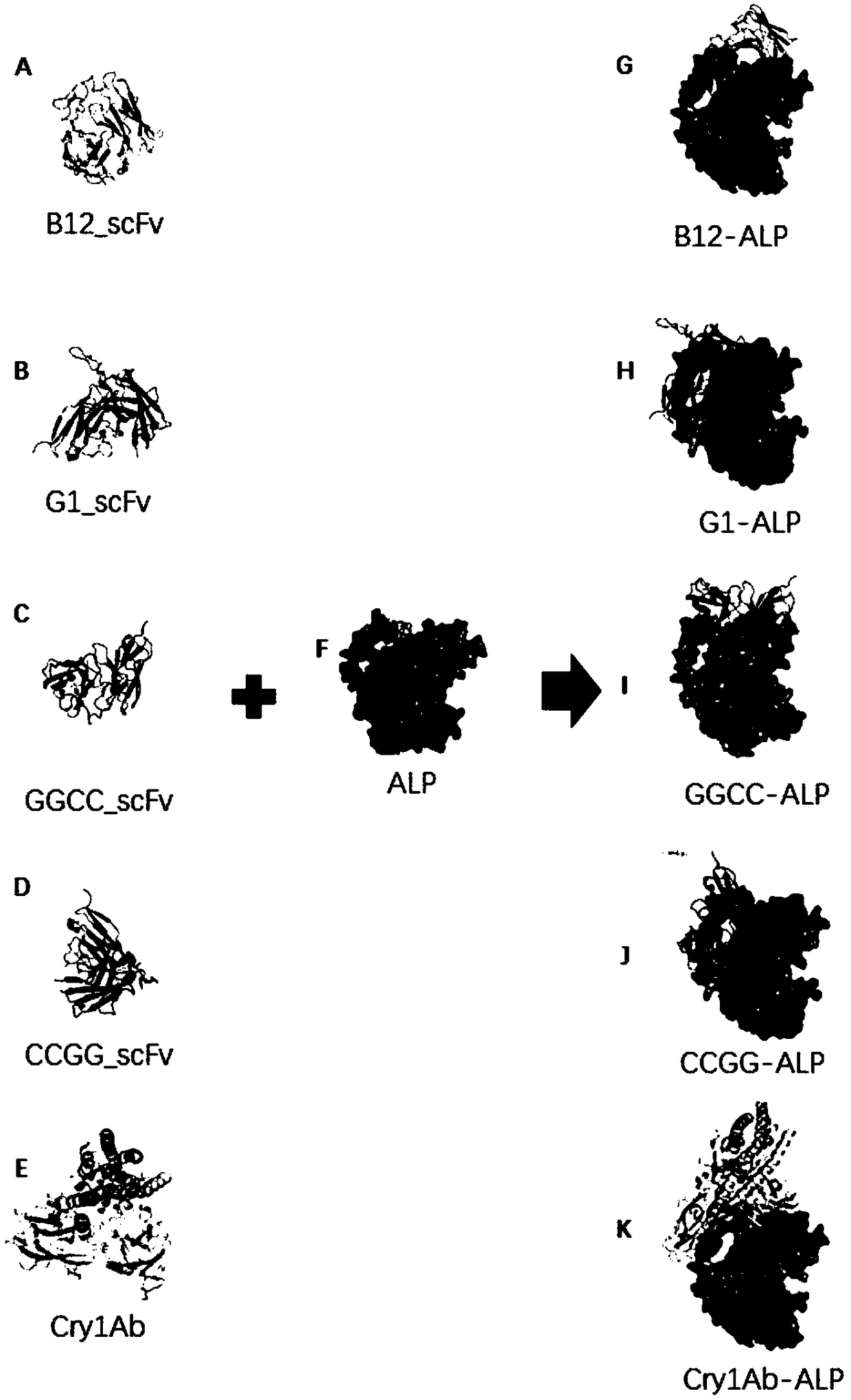 Human molecule-modified insecticidal protein and coding gene, design method and application thereof