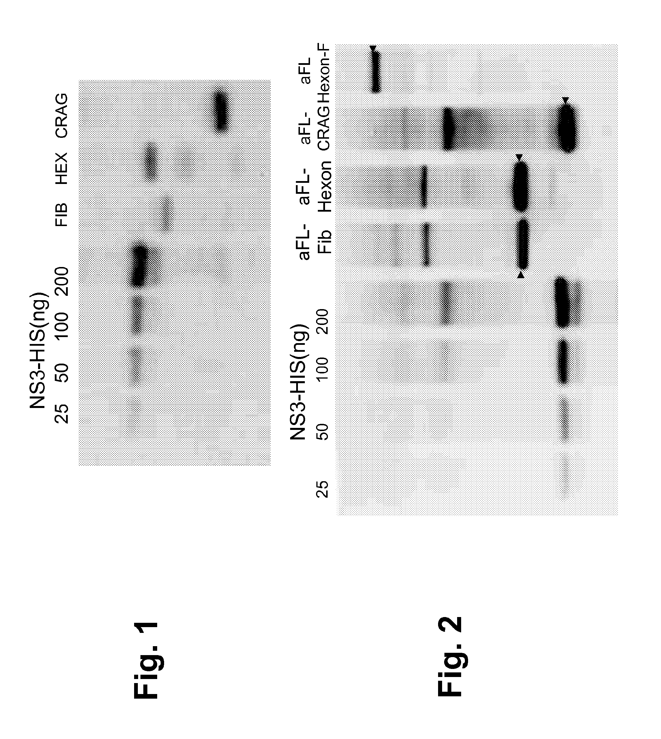 Compositions and methods for the treatment or prevention of human adenovirus-36 infection