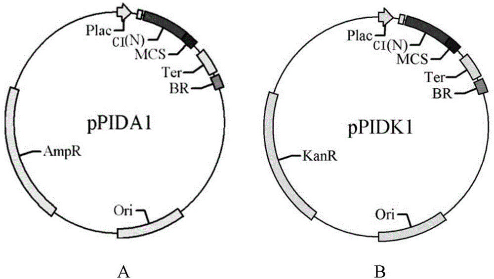 Protein interaction detection method based on nucleotide sequence