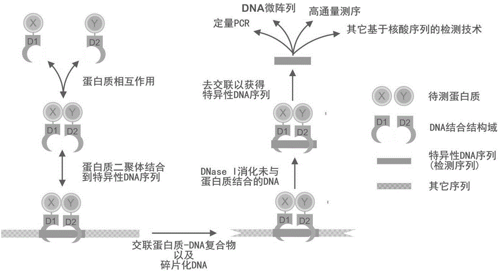 Protein interaction detection method based on nucleotide sequence