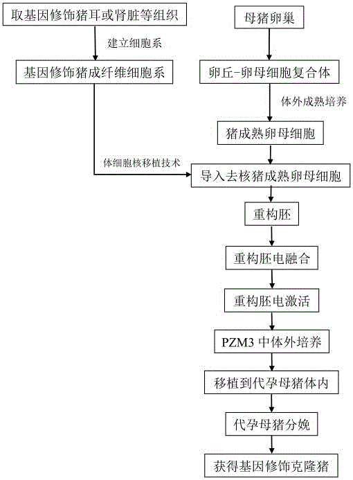 Method for obtaining cloned pigs with modified genes through continuous cloning